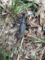 Carabus blaptoides
