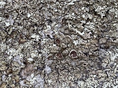 Xanthoparmelia hypofusca