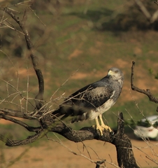 Geranoaetus melanoleucus australis