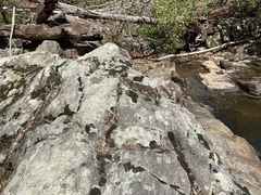 Xanthoparmelia hypofusca