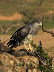 Geranoaetus melanoleucus australis