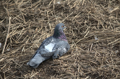 Columba livia domestica