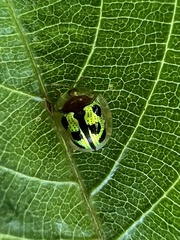 Chiridopsis bowringii