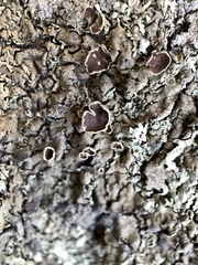 Xanthoparmelia hypofusca