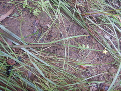 Tricoryne anceps