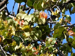 Dendrophthoe homoplastica