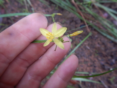 Tricoryne anceps