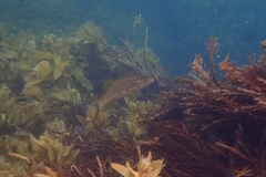 Odax pullus