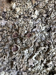 Xanthoparmelia hypofusca