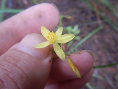 Tricoryne anceps