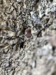 Xanthoparmelia hypofusca