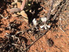 Pelargonium karooicum