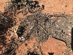 Pelargonium karooicum