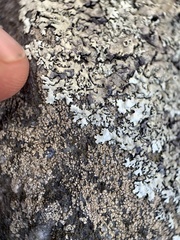 Xanthoparmelia hypofusca