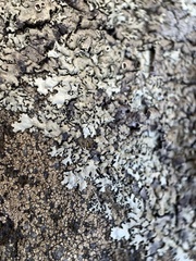 Xanthoparmelia hypofusca