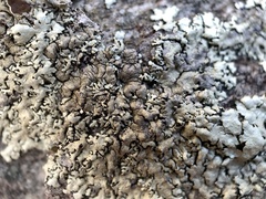 Xanthoparmelia hypofusca
