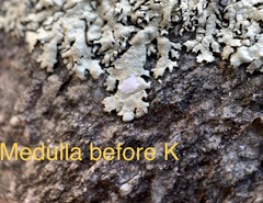 Xanthoparmelia hypofusca