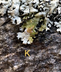 Xanthoparmelia hypofusca