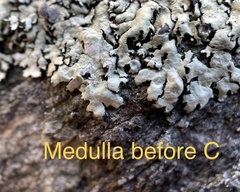 Xanthoparmelia hypofusca