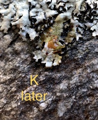 Xanthoparmelia hypofusca