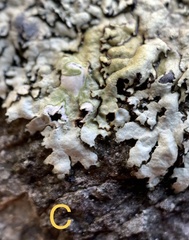 Xanthoparmelia hypofusca