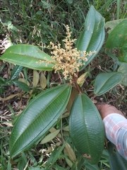Miconia hygrophila