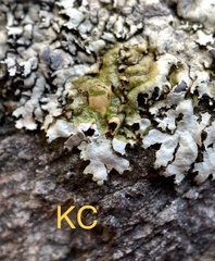 Xanthoparmelia hypofusca