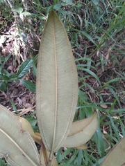 Miconia hygrophila