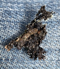 Xanthoparmelia hypofusca