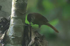 Anabacerthia striaticollis