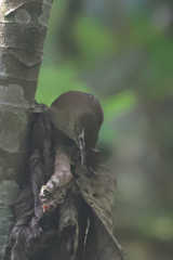 Anabacerthia striaticollis