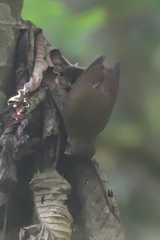 Anabacerthia striaticollis