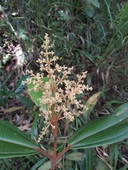 Miconia hygrophila