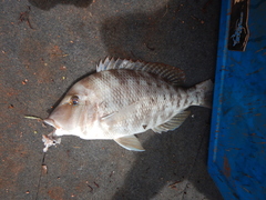 Lethrinus laticaudis