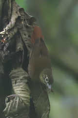 Anabacerthia striaticollis