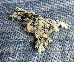 Xanthoparmelia hypofusca