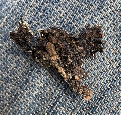 Xanthoparmelia hypofusca