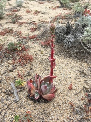 Dudleya caespitosa