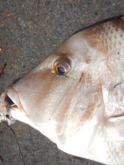 Lethrinus laticaudis