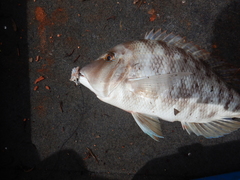 Lethrinus laticaudis