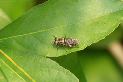 Adoxomyia
