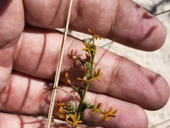 Manulea tomentosa