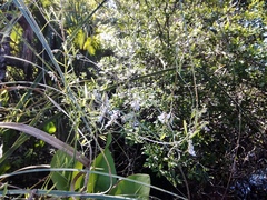 Vicia acutifolia