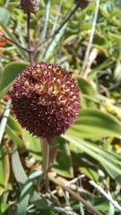 Eryngium sanguisorba
