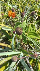 Eryngium sanguisorba