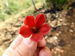 Brachychiton chillagoensis