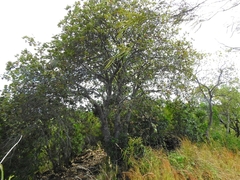 Brachychiton chillagoensis