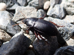 Harpalus tardus