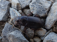 Harpalus tardus