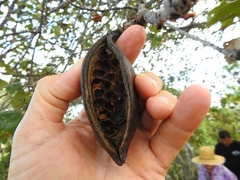 Brachychiton chillagoensis